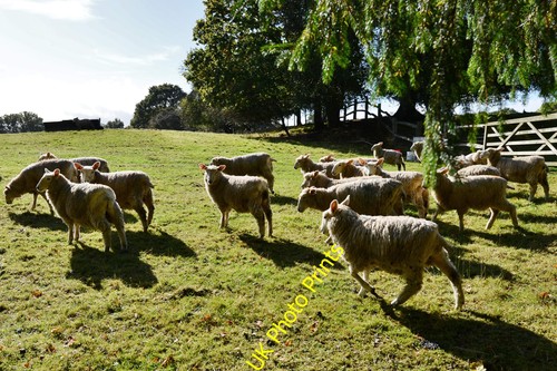 Photo pashley farm sheep - a1,