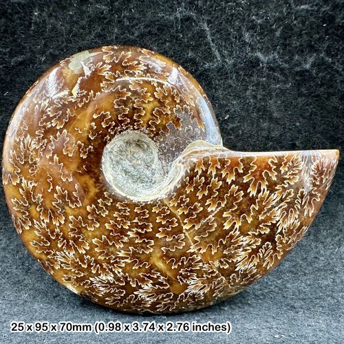 Polished ammonite large - polished, ammonite,