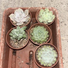 Echeveria collection x 5 all