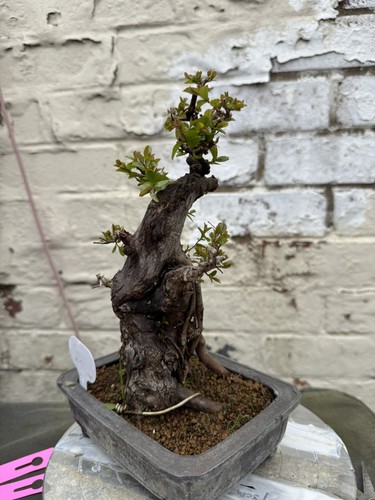 Sageretia theezans