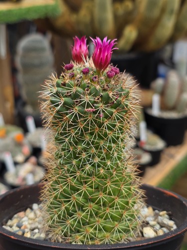 Mammillaria backebergiana