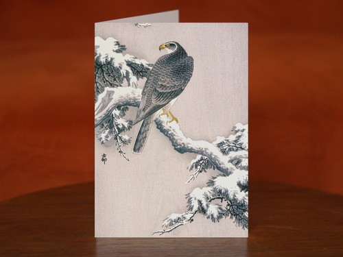 Goshawk snow covered pine - goshawk, on