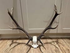 Large Red Deer Stag Antler Horn skull