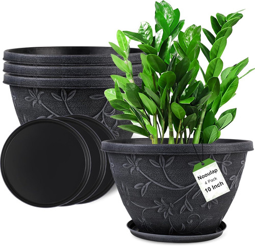 Pack inch plant - pack,