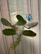 Bundle Of Hoya (Wibergaie