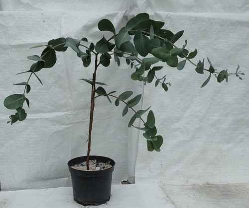 Eucalyptus blue gum - ,