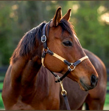Premium Braided Rope Horse