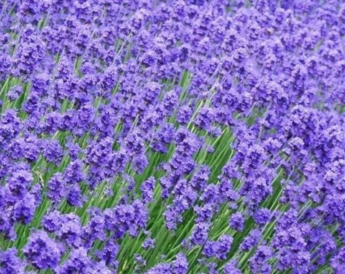 Munstead hidcote - x,