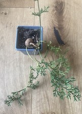 Pelargonium triste  plant