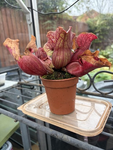 Sarracenia purpurea - sarracenia,