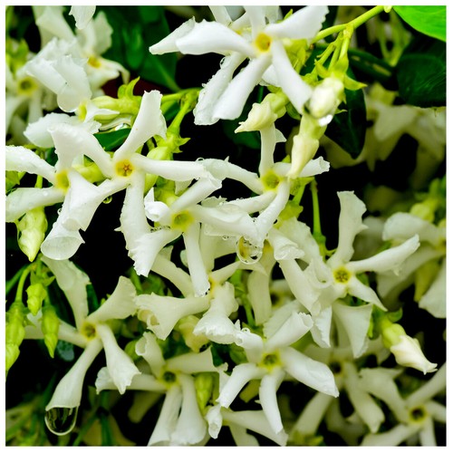 Star jasmine trach - star,