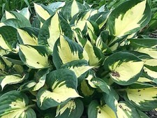 Hosta Whirlwind  ( 3 Lt Pot