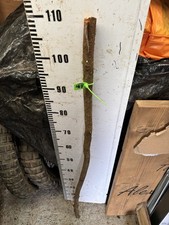 Blackthorn  SHANK WALKING