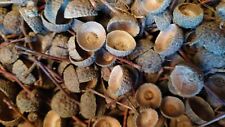 200 Acorn Cups from Mature English Oak Tree (Hand Selected)