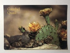 Postcard - Gambel Quail and Chicks, Arizona