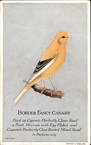 Capern bird seed - bird,