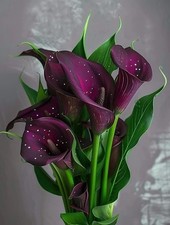 Calla lily Holland Imported