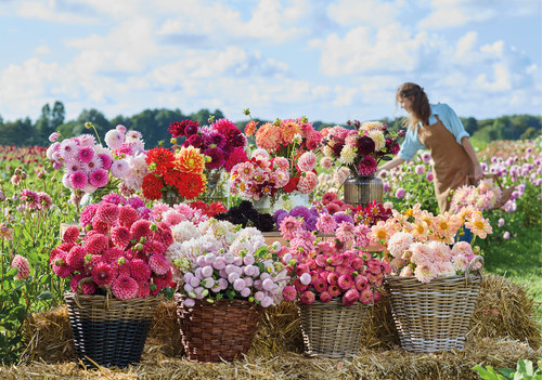 Mixed dahlia tubers - mixed,