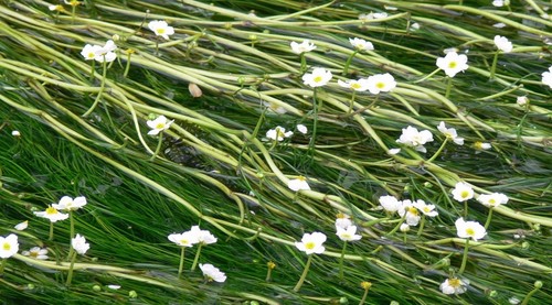 Water crowsfoot ranunculus - water, (ranunculus