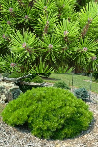 Japanese red pine - red,