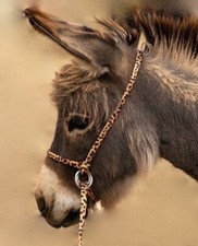Halter All SMALL Miniature Donkey Mule Adjustable Slip Horse Lead PATTERN USA