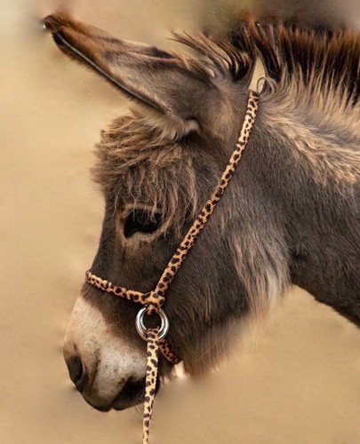 Halter all small miniature - all,