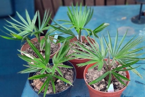 Trachycarpus wagnerianus - ,