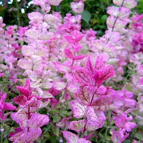 Clary sage pink sundae - clary, salvia