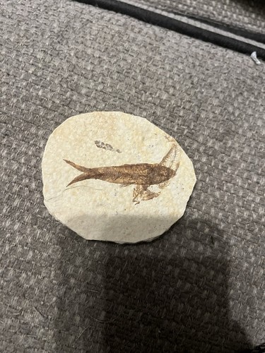 Knighta fossil fish with - fossil,