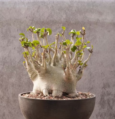 Tall 21cm dia 5cm - tall, adenium