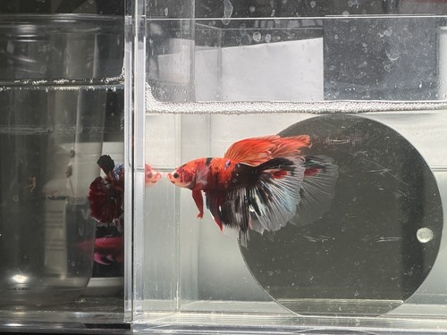Live male betta - male, red