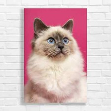 Adorable Blue-Eyed Ragdoll Cat