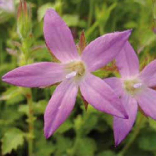 Campanula plug plants - plug,