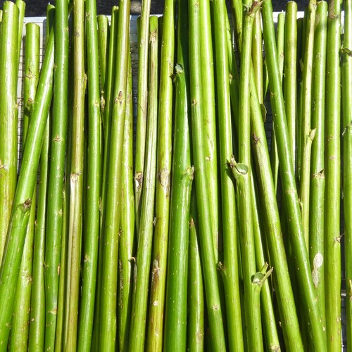 30cm various varieties - 50,