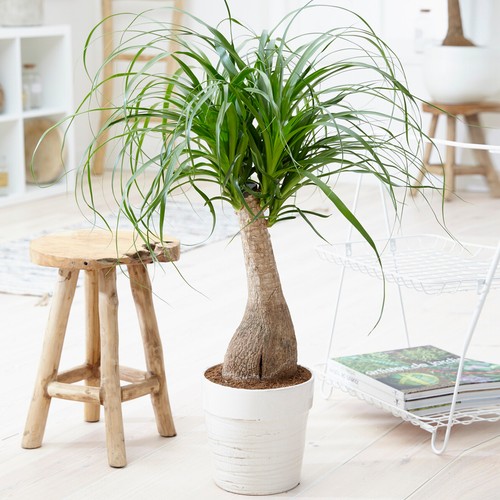 Pony tail palm large - pony,