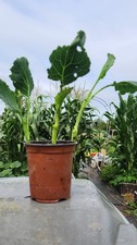 Perennial Kale / Rugare /chomolia? plug plant!