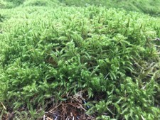 Sphagnum like Forest Moss