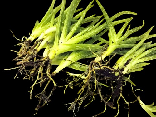 Aloe vera pups cuttings - aloe,