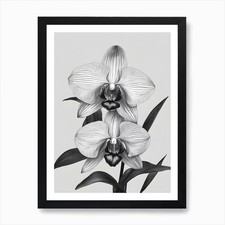 Phragmipedium Orchids Ink 2 Art Pri Framed Wall Art Poster Canvas Print Picture