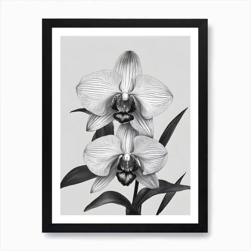 Phragmipedium orchids ink - phragmipedium, 2