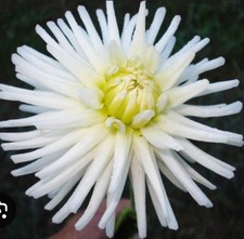 Dahlia Tuber JOSUDI POLARIS