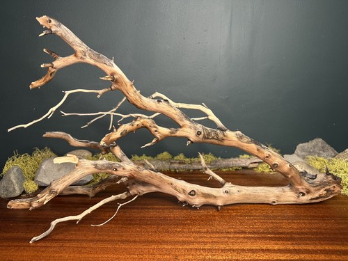 Large manzanita - large, 22”