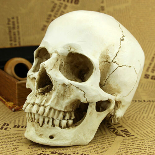 Life size human skull model - size,