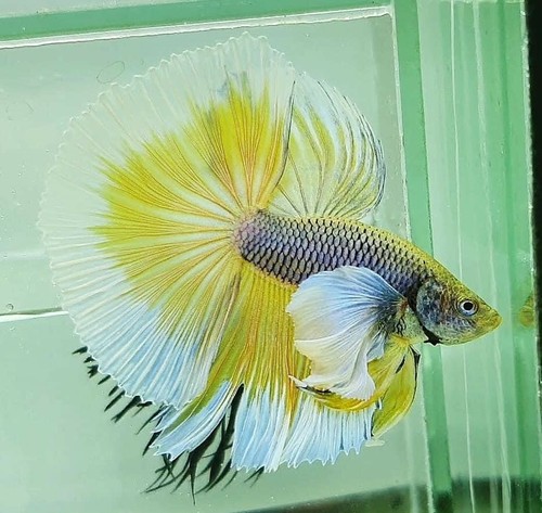 Live betta fish high - live,