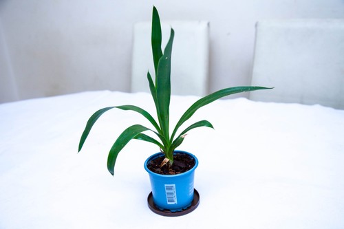 Yucca gigantea spineless young - yucca,