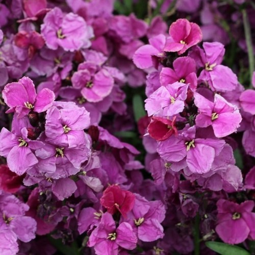 Pick mix erysimum premium - &,