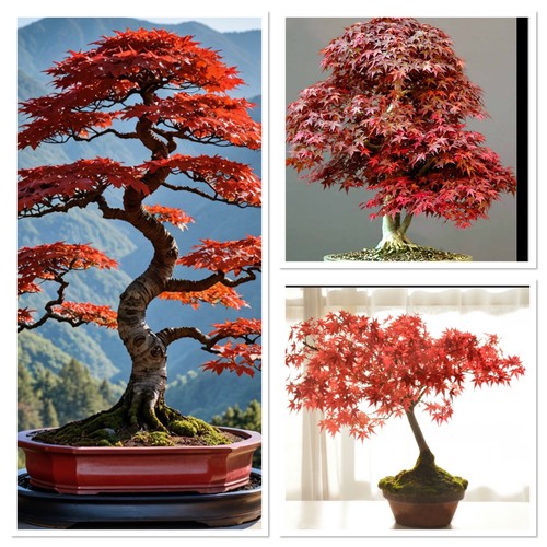 Red purple japanese maple - red,