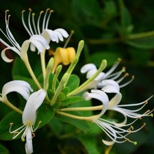 100 Japanese Honeysuckle Seeds Lonicera japonica