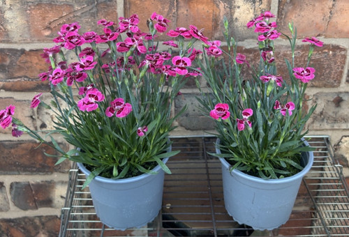 Large pot dianthus - large,