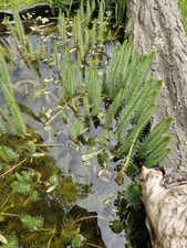 Hippuris Vulgaris Oxygenating